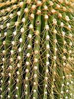 Cactus cierge, Neobuxbaumia polylopha (DC) Backeb. (fam Cactacees) (Mexique) (4) (Photo F. Mrugala)